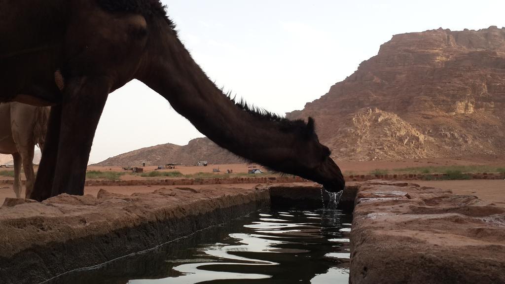 Bedouin Traditions Camp 瓦迪拉姆 外观 照片